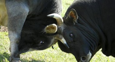 Nesvakidašnja nesreća: Podivljali volovi (Boškarini) u auto-kampu kraj Poreča