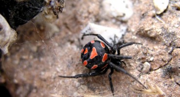 Ugriz crne udovice: Prepoznaj ga na vrijeme i reagiraj odmah 