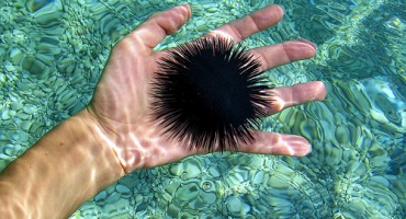 Ubodu ježinca treba pristupiti vrlo oprezno  