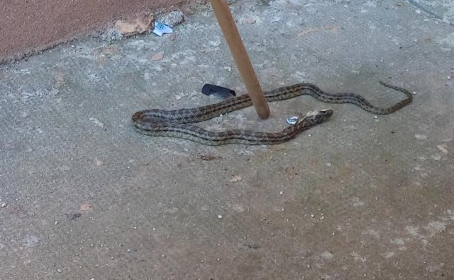 zmija, Vlada HNŽ, zmije, zima