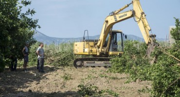 Drama na ušću Neretve: država joj bagerom 'pobrala' 50 tona mandarina!