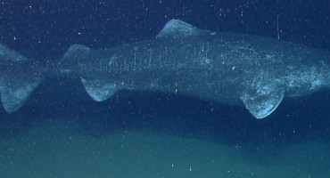 Znanstvenici se iznenadili pravom dobi ovih morskih pasa