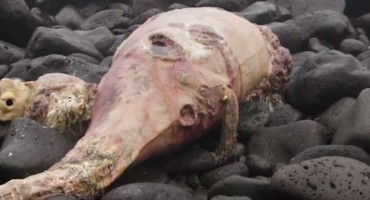 Misteriozni kit šokirao znanstvenike