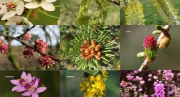 o cvjetnim esencijama, dr. Bach, Priručnik o Bachovim cvjetnim esencijama