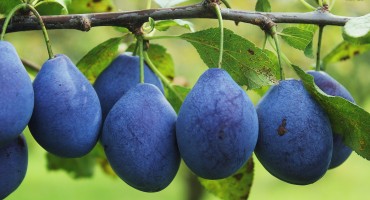 Nije šljiva 'samo' obično voće