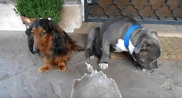 Netko je pojeo cipelu i sad ga je sram