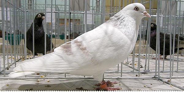 Nove domaća rasa goluba - Hercegovački prugasti okretač