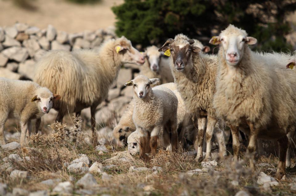 Priča iz prve ruke: Evo što će vam se dogoditi ako nasjednete na reklamu za povoljniji kredit i posjetite banku