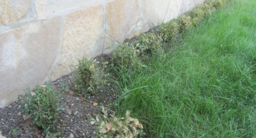 Opasni nametnik iz Azije koji je došao preko sadnog materijala napada ukrasno grmlje u Hercegovini