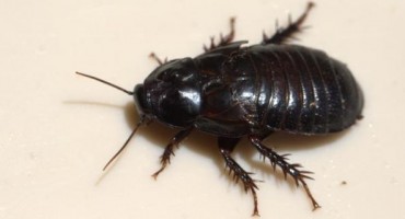 Genijalan trik kako se riješiti žohara i pauka jednom zauvijek