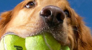 Zašto psi uzimaju stvari u usta?
