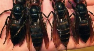 Slavonce napadaju džinovski stršljenovi