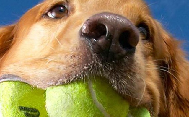 Zašto psi uzimaju stvari u usta?