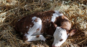 Potajno prodala majčino tele da bi taksijem otišla do momka u Prijedor