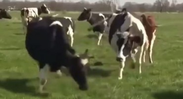 Evo što se događa kad krave prvi put nakon pola godine ugledaju travu