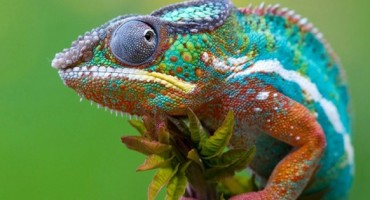 NIKOLA VRANJKOVIĆ: Vrijeme kameleona