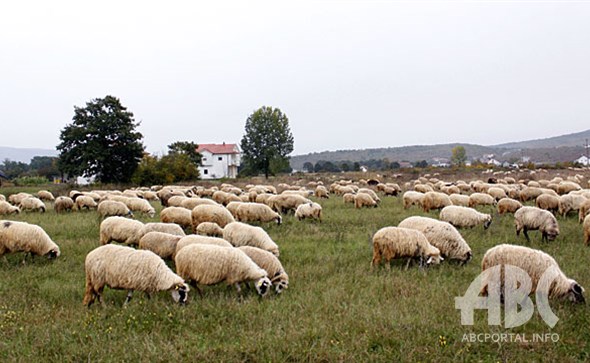 Bit će janjetine u Hercegovini: Nomadi vraćaju stada s područja Svinjače i Blidinja
