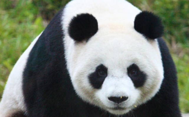 Uginula jedna od najstarijih pandi