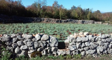 Priče iz Hercegovine: Ima li od cmilja para?