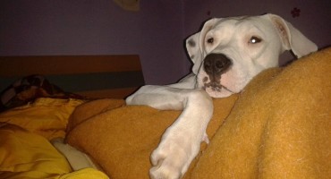 Pas, trovanje, vapaj