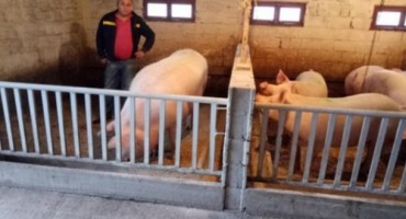 Tihaljina: Obitelj Milas uzgojila svinju od 511 kilograma