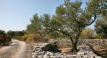 Katarina Zovko Ištuk