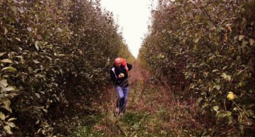 Daruje 50 tona jabuka: Samo dođite i uberite ih