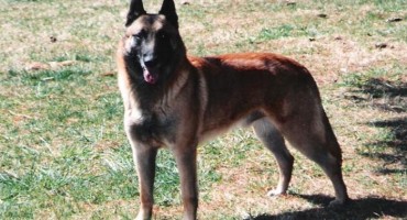 Rusija stvorila genetski poboljšane pse s vrhunskim njuhom