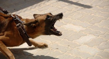 Strava u Vinkovcima: Pas ugrizao djevojčicu za lice