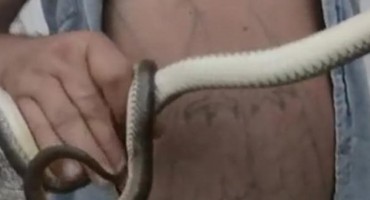 Kako Bosanac rješava problem kada ga ujede zmija?