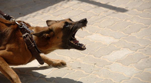 Strava u Vinkovcima: Pas ugrizao djevojčicu za lice