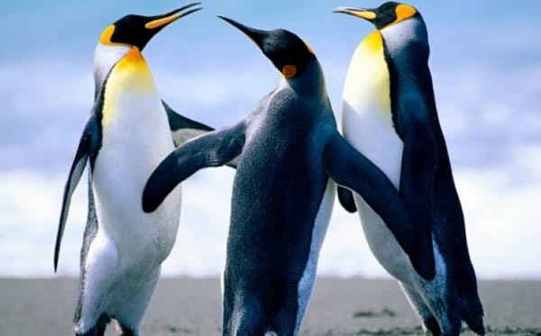 Zanimljive i manje poznate činjenice o pingvinima