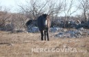 Konji na Bilima
