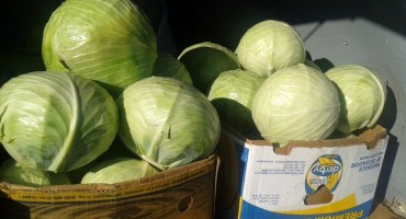 U Skradniku kod Josipdola krade se i zelje