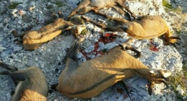 Tomislavgrad: Krivolovci ubili pet divokoza i divojarca