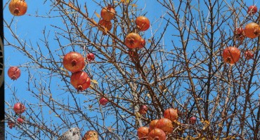 Marin Topić, Marin Topić, slikar, Izložba, Izložba slika