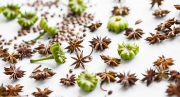 Anis otvara, grije i jača želudac