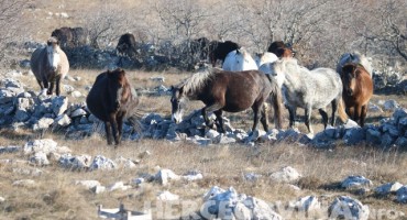 Spektakularan video divljih konja