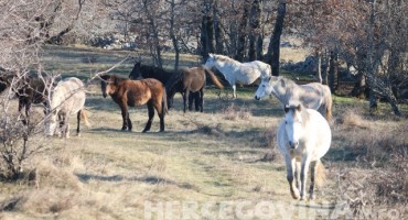 Hitno je potrebna voda konjima na Bilima, molba svima koji mogu pomoći da pomognu konjima preživjeti