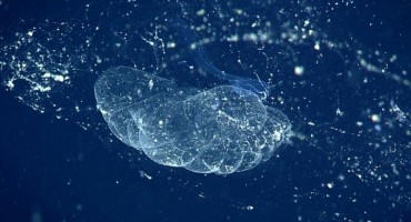 Neobično biće iz morskih dubina prvi put viđeno nakon 100 godina