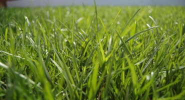 Američki naučnici slušaju kako raste trava