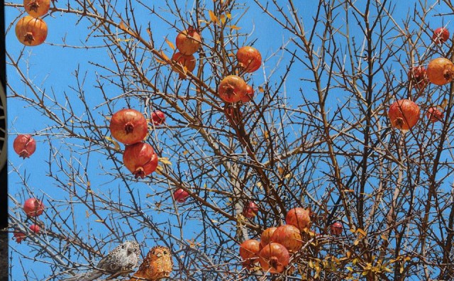 Marin Topić, Marin Topić, slikar, Izložba, Izložba slika