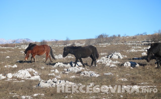 Mostar: Konji na Bilima suočeni sa zimom