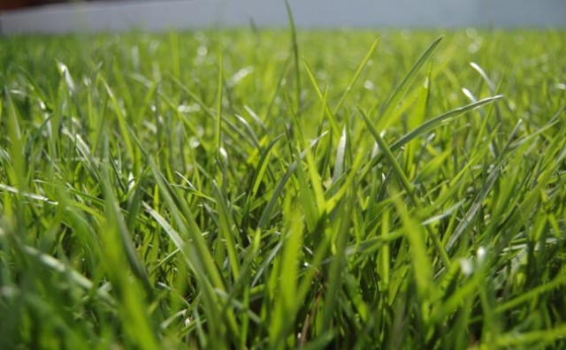 Američki naučnici slušaju kako raste trava