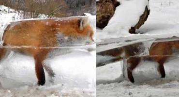 Bizarna fotografija zapalila internet: iz Dunava izvađena lisica u kocki leda