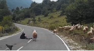 vozač, ovce, pastir, pastirica