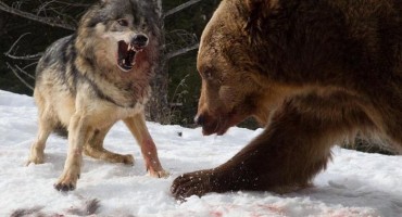 medvjed i vukovi