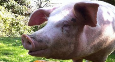 Pravo čudo u Slavoniji: Prasica Ljilja preživjela Božić!