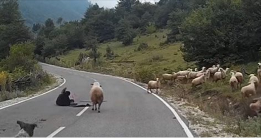 Vozač spašavao pastiricu od podivljale ovce