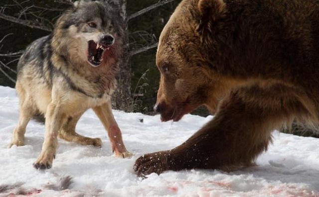 Krvava borba grizlija i čopora vukova za hranu